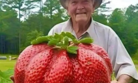 صورة أكبر ثمرة فراولة في التاريخ